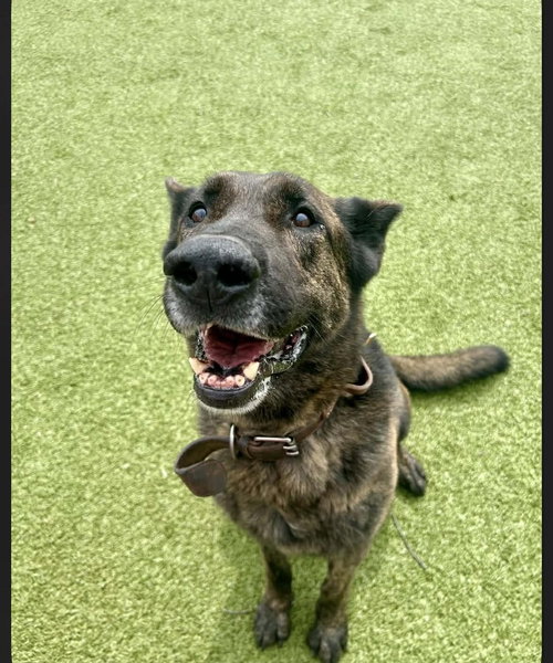 Ralphie - (Located in Montana), an adoptable Dutch Shepherd in Imlay City, MI