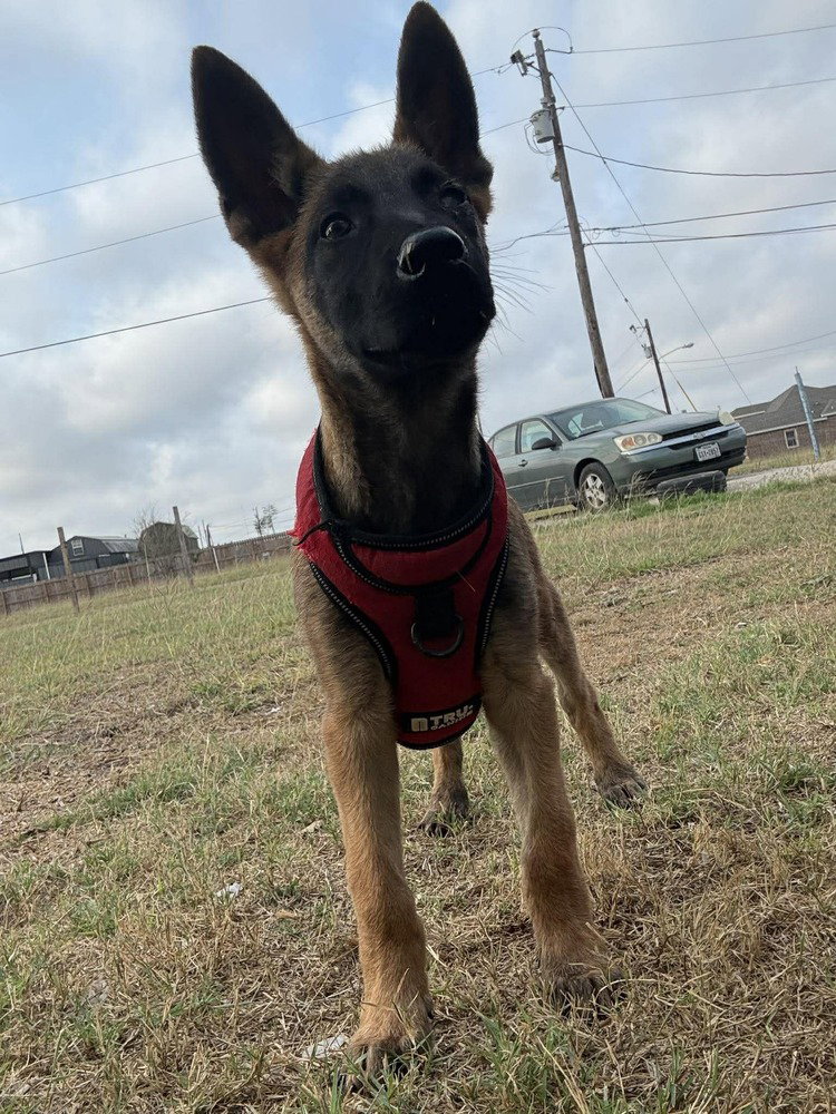 Shepherd