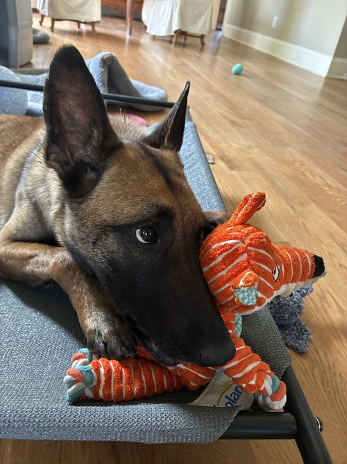 Priscilla - Located in Georgia, an adoptable Belgian Shepherd Malinois in Imlay City, MI
