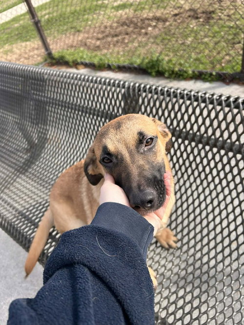 Gunslinger - Annie Oakley, an adoptable Belgian Shepherd Malinois in Imlay City, MI