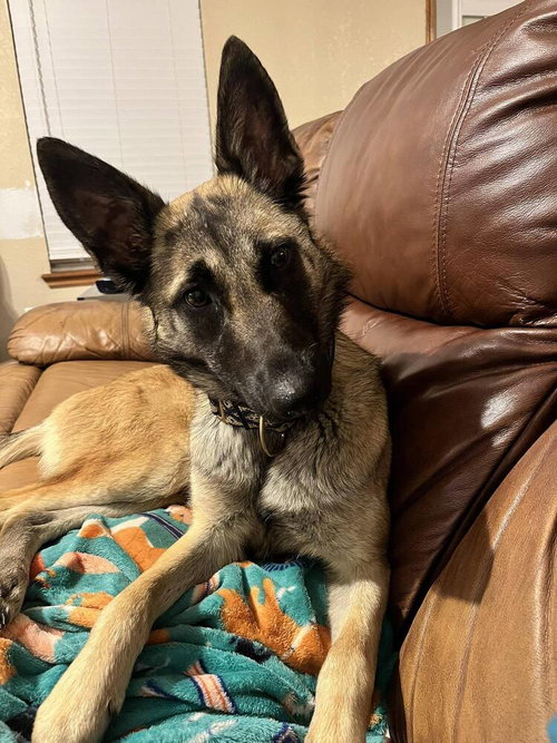 BAMBI - LOCATED IN OK - Belgian Shepherd Malinois available for adoption