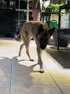 Bambi - located in OK - Photo 3