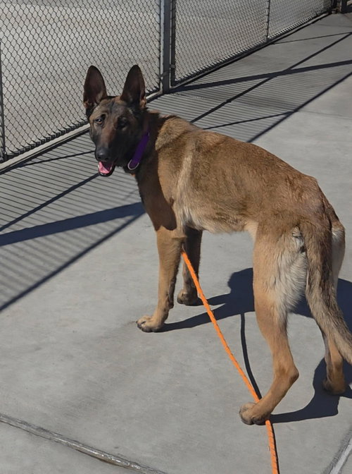 LILAC - LOCATED IN CO - Belgian Shepherd Malinois / German Shepherd Dog available for adoption