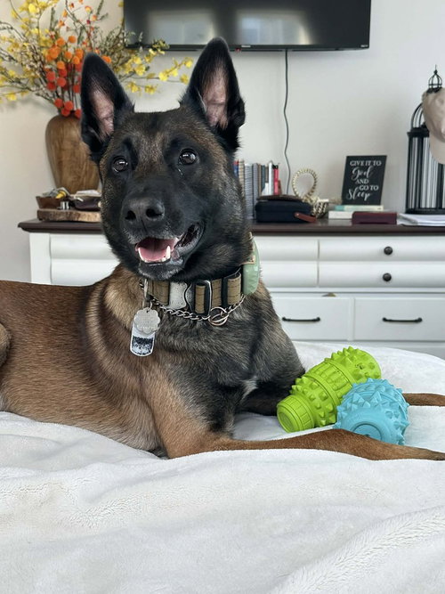 JASPER - LOCATED IN SC - Belgian Shepherd Malinois available for adoption