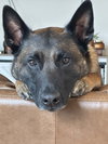 Jasper - Located in SC - Photo 4