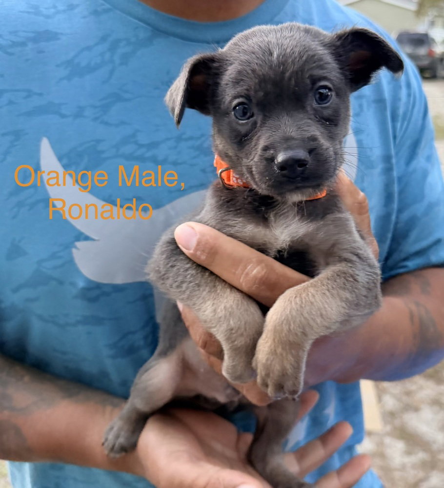 All-Star Soccer Litter - Ronaldo - Located in FL Image