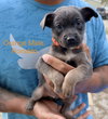 All-Star Soccer Litter - Ronaldo - Located in FL - Photo 1