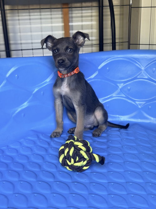 All-Star Soccer Litter - Ronaldo - Located in FL, an adoptable Belgian Shepherd Malinois in Imlay City, MI