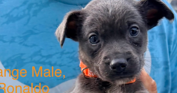 All-Star Soccer Litter - Ronaldo - Located in FL