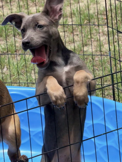 All-Star Soccer Litter - Ronaldo - Located in FL