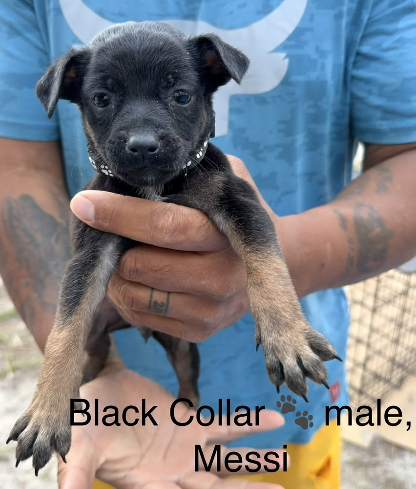 All-Star Soccer Litter - Messi - Located in FL Image