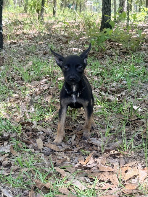 All-Star Soccer Litter - Messi - Located in FL