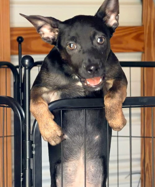 All-Star Soccer Litter - Messi - Located in FL, an adoptable Belgian Shepherd Malinois in Imlay City, MI