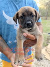 All-Star Soccer Litter - PelÃ© - Located in FL - Photo 1