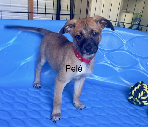 All-Star Soccer Litter - Pelé - Located in FL