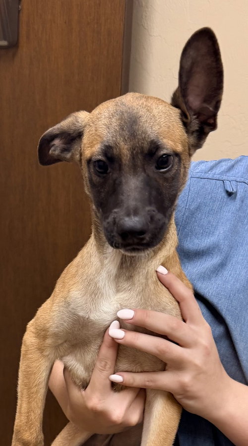 All-Star Soccer Litter - Pelé - Located in FL, an adoptable Belgian Shepherd Malinois in Imlay City, MI
