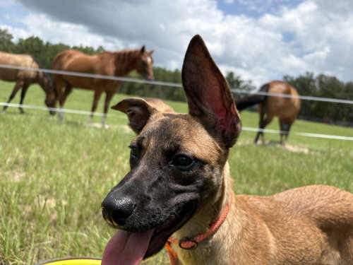 All-Star Soccer Litter - PelÃ© - Located in FL, a dog for adoption from Malinois and Dutch Shepherd Rescue, Inc.