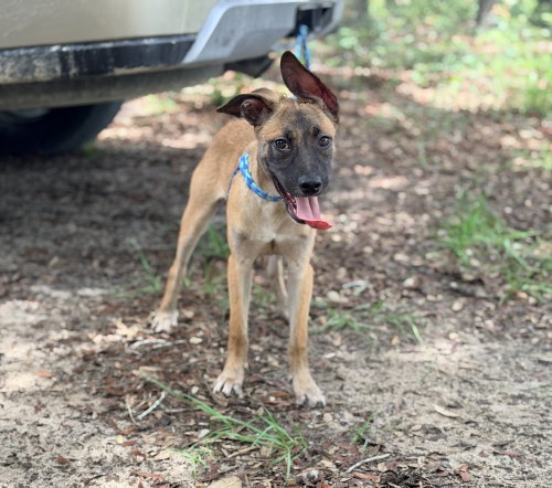 Photo 2 of All-Star Soccer Litter - PelÃ© - Located in FL