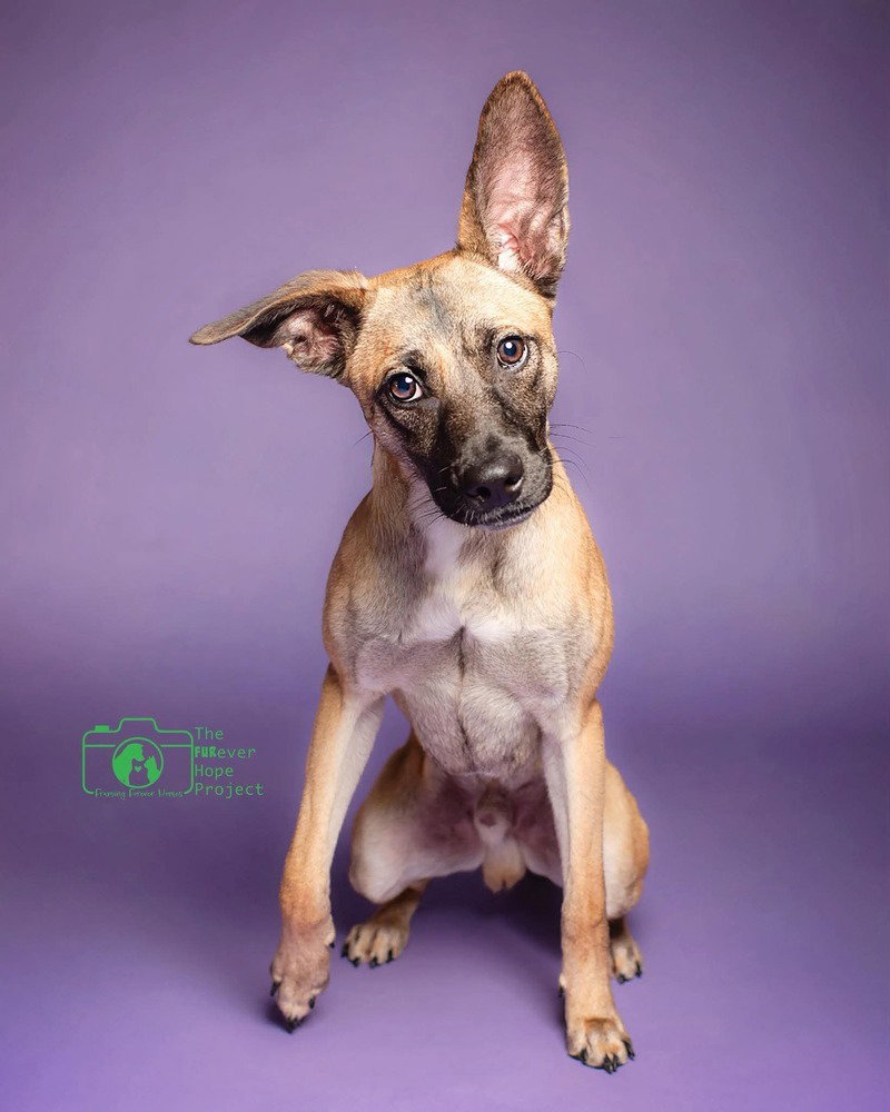 All-Star Soccer Litter - Pelé - Located in FL