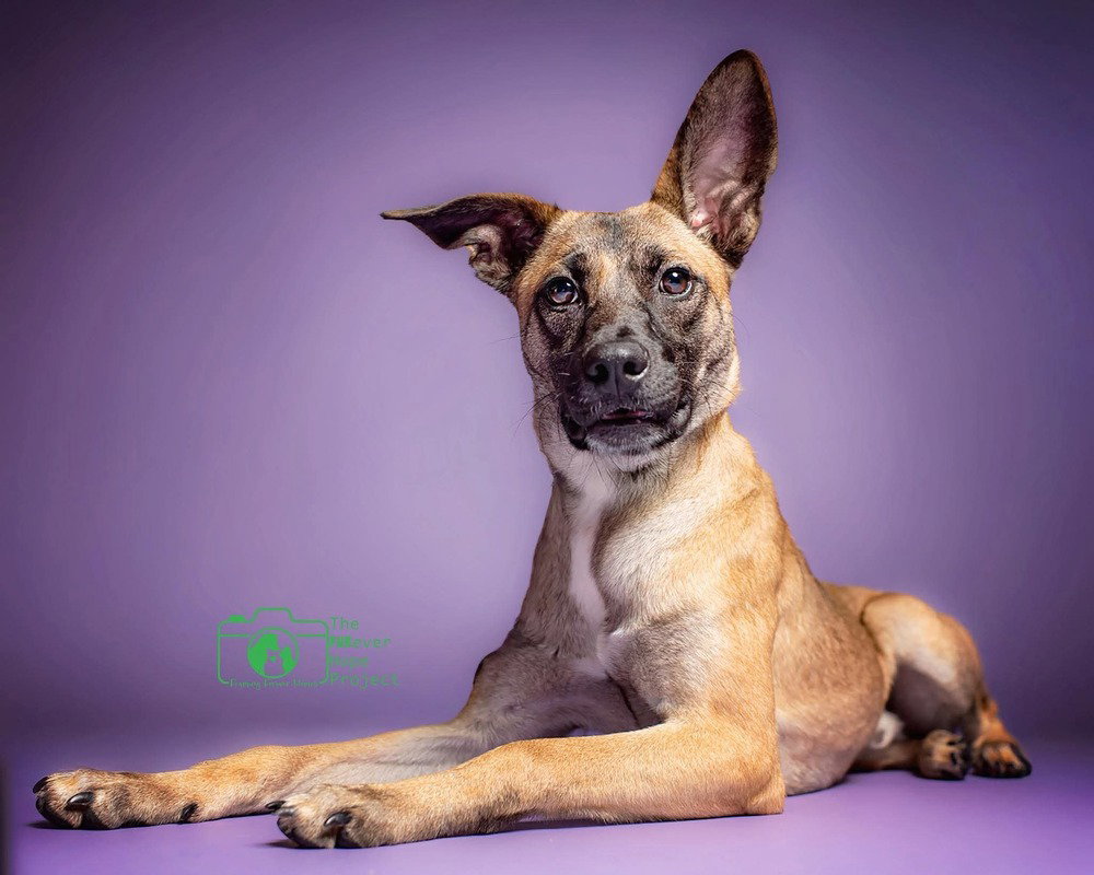 All-Star Soccer Litter - Pelé - Located in FL, photo 2