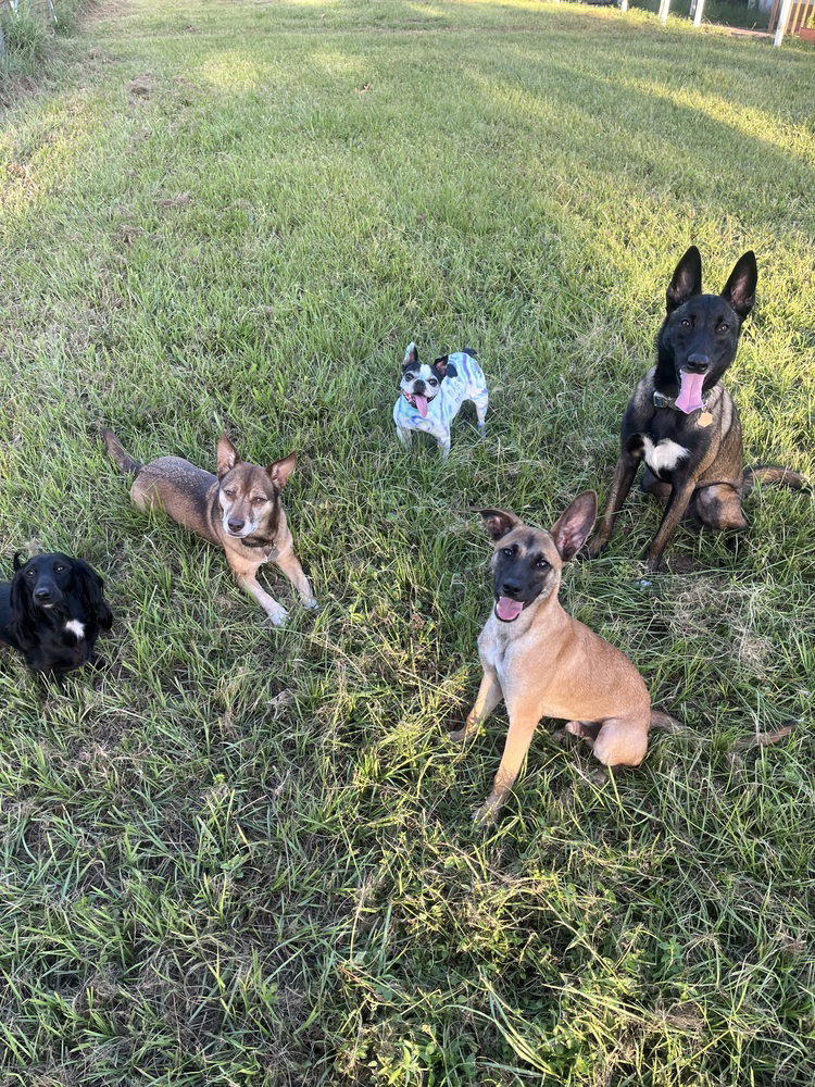 All-Star Soccer Litter - Pelé - Located in FL, photo 4