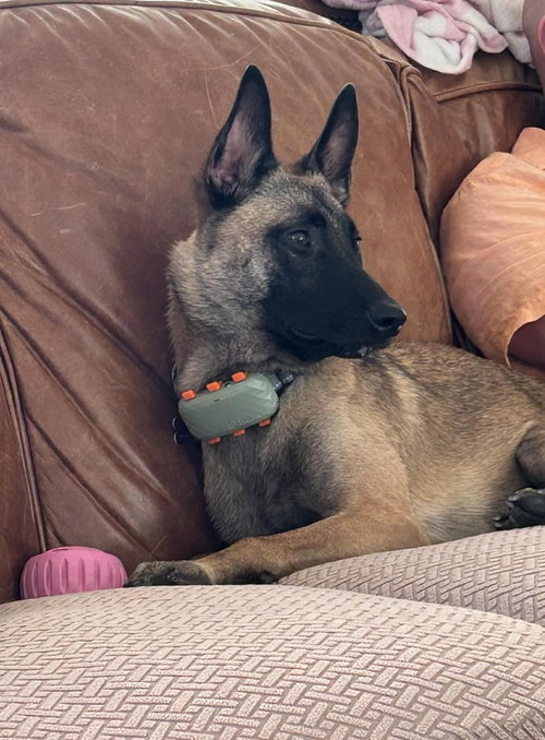 PHOENIX - LOCATED IN OH - Belgian Shepherd Malinois available for adoption