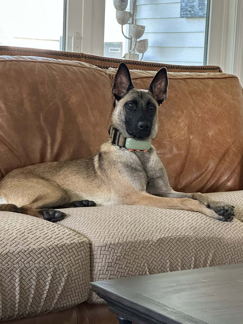 PHOENIX - LOCATED IN OH - Belgian Shepherd Malinois available for adoption