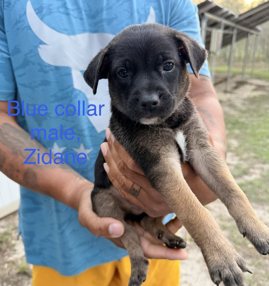 All-Star Soccer Litter - Zidane - Located in FL Image
