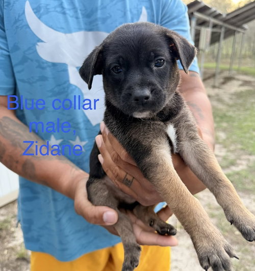 ALL-STAR SOCCER LITTER - ZIDANE - LOCATED IN FL - Belgian Shepherd Malinois available for adoption