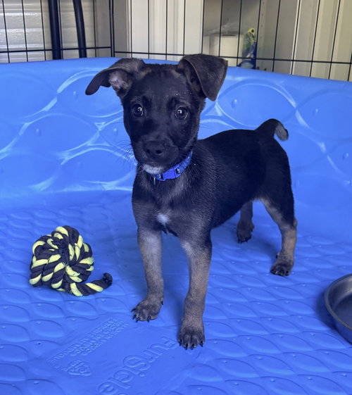 All-Star Soccer Litter - Zidane - Located in FL, an adoptable Belgian Shepherd Malinois in Imlay City, MI