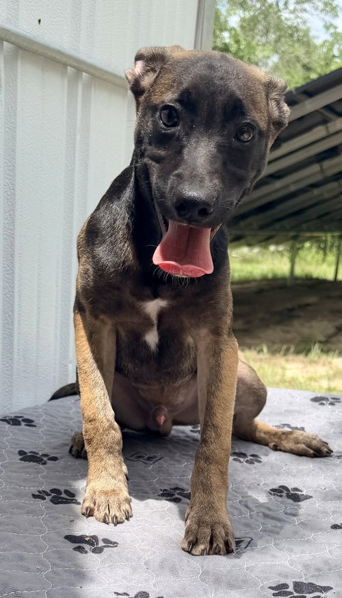All-Star Soccer Litter - Zidane - Located in FL