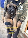 All-Star Soccer Litter - Zlatan - Located in FL - Photo 1