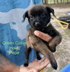 All-Star Soccer Litter - Pepe - Located in FL - Photo 1