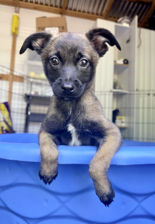 All-Star Soccer Litter - Pepe - Located in FL, an adoptable Belgian Shepherd Malinois in Imlay City, MI