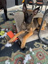 Literature Litter - Elizabeth - Located in SC - Photo 1