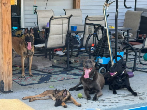 LITERATURE LITTER - ELIZABETH - LOCATED IN SC - Belgian Shepherd Malinois / German Shepherd Dog available for adoption
