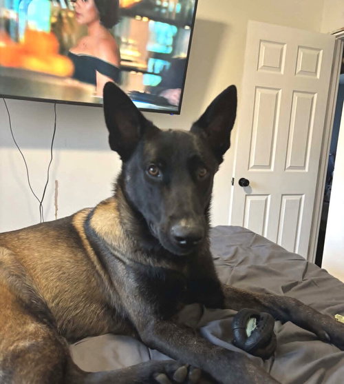 Mango Tango - located in LA, an adoptable Belgian Shepherd Malinois in Imlay City, MI