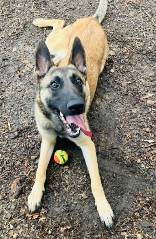 CHARLOTTE (LOTTIE) - LOCATED IN AL - Belgian Shepherd Malinois available for adoption