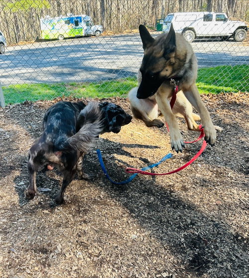 CHARLOTTE (LOTTIE) - LOCATED IN AL - Belgian Shepherd Malinois available for adoption
