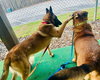 Charlotte (Lottie) - Located in AL - Photo 3