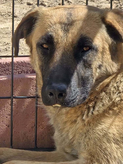Lilya Aircraft Litter Momma - located in NV, an adoptable German Shepherd Dog in Imlay City, MI