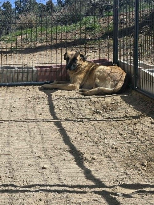 Photo 2 of Lilya Aircraft Litter Momma - located in NV