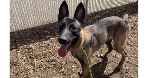RONIN (OMAHA, NE) - Belgian Shepherd Malinois available for adoption
