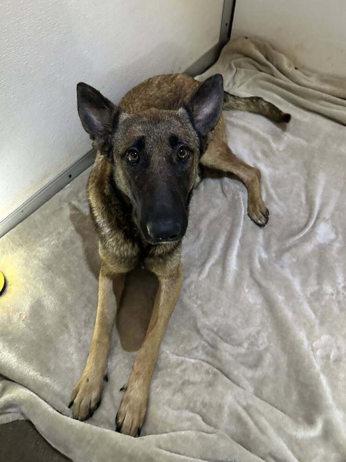 Lodi- located in CA, an adoptable Belgian Shepherd Malinois in Imlay City, MI