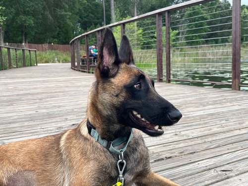 Ms Maddie - Located in Texas, an adoptable Belgian Shepherd Malinois in Imlay City, MI