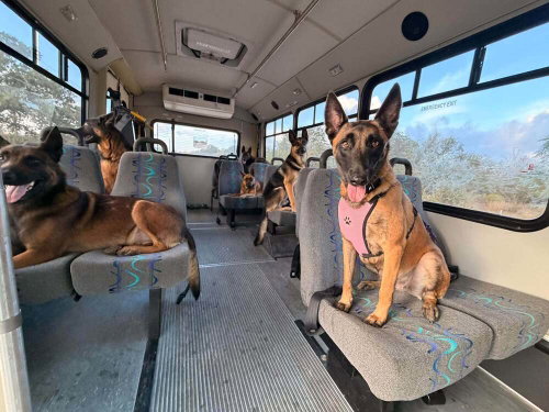 Ms Maddie - Located in Texas, a dog for adoption from Malinois and Dutch Shepherd Rescue, Inc.