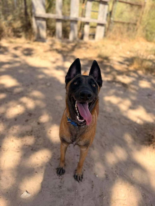 Photo 2 of Ms Maddie - Located in Texas