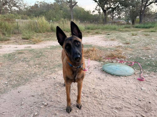 Photo 4 of Ms Maddie - Located in Texas