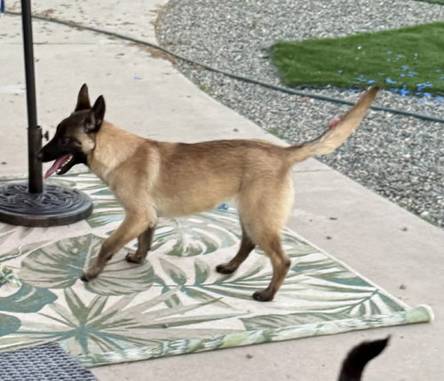 Sierra in CO, an adoptable Belgian Shepherd Malinois in Imlay City, MI