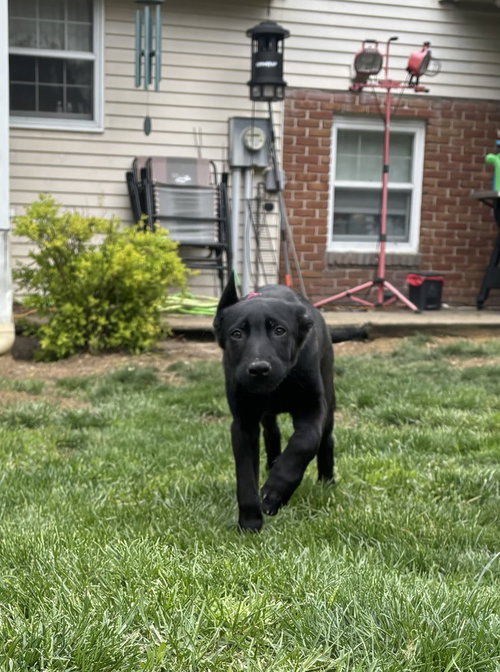 Moon Litter - Vesper - Located in PA, an adoptable Belgian Shepherd Malinois in Imlay City, MI